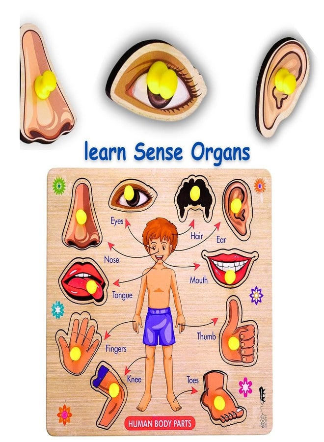 Bugbee Toys Wooden Human Body Parts Puzzle for Kids | Jumbo Size Peg Puzzle Board | Montessori Educational Toy for Toddlers | Learn Body Names | Colorful & Safe | Age 3+ | (Big) - Image 3